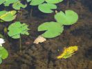 PICTURES/Everglades Air-Boat Ride/t_IMG_8981.JPG